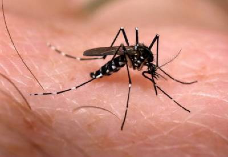 Primer caso autóctono de dengue en la Ciudad