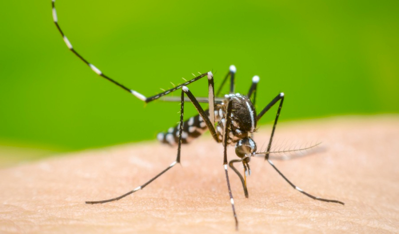 Aumentan los casos de dengue en la Ciudad